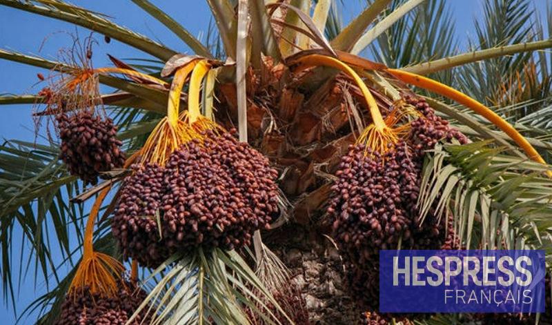 Filière des dattes : L’ONSSA déploie un dispositif de protection de la palmeraie nationale