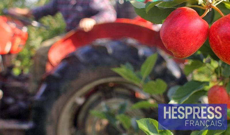 Midelt : C'est parti pour la 6è édition du Salon national de la pomme