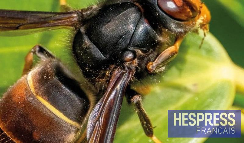 Abeilles en danger : le frelon gagne du terrain dans le nord du Maroc