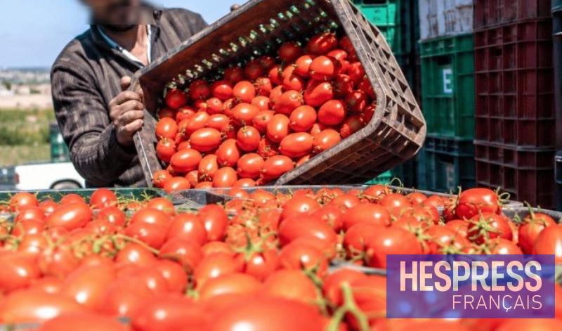 Maroc : le prix de la tomate s’envole, jusqu’à 11 dirhams le kilo