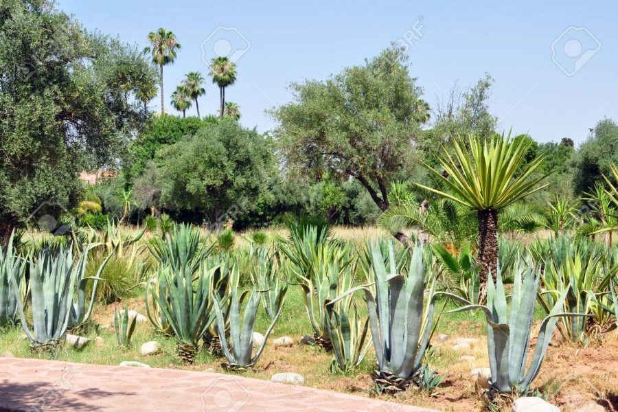 Plantes médicinales et aromatiques : Le Maroc classé 2e mondialement ...