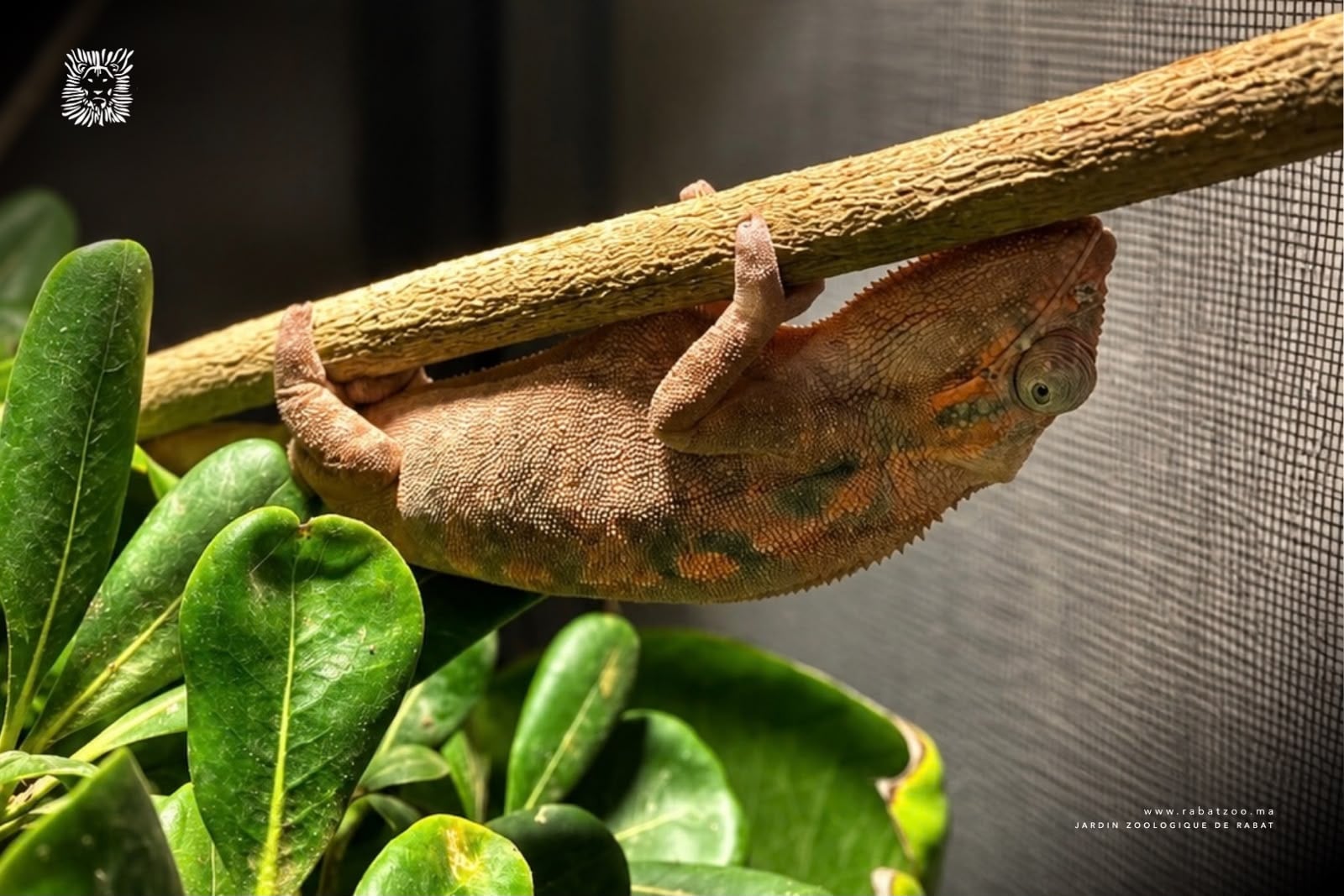 Le JZN de Rabat accueille de nouveaux reptiles et amphibiens africains