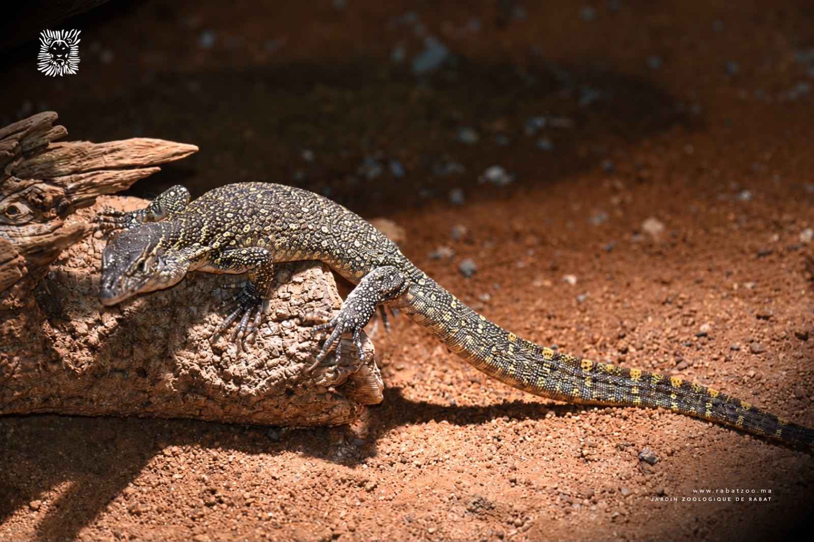 Le JZN de Rabat accueille de nouveaux reptiles et amphibiens africains