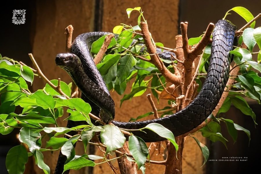 Le JZN de Rabat accueille de nouveaux reptiles et amphibiens africains