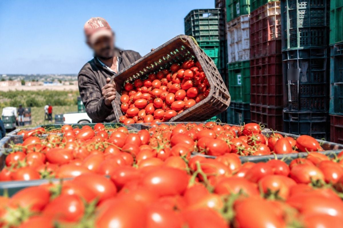 Maroc : le prix de la tomate s’envole, jusqu’à 11 dirhams le kilo