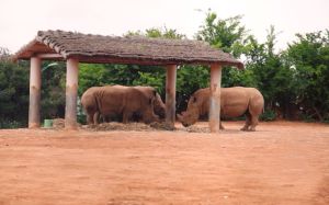 Zoo de Rabat : Plus de 70 naissances d'espèces menacées en trois mois